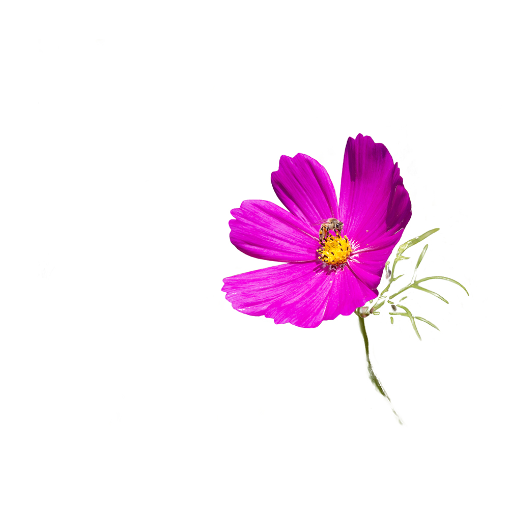 cosmos-flower-placemat-5